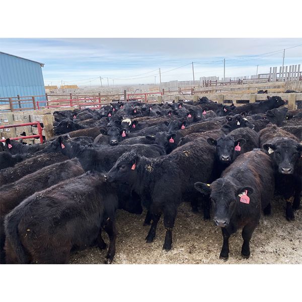 9 Bar Ranch - 710# Heifers - 122 Head (Fincastle, AB) VBP+