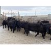 Image 3 : 9 Bar Ranch - 710# Heifers - 122 Head (Fincastle, AB) VBP+