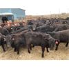 Image 6 : 9 Bar Ranch - 710# Heifers - 122 Head (Fincastle, AB) VBP+