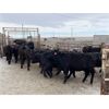 Image 7 : 9 Bar Ranch - 710# Heifers - 122 Head (Fincastle, AB) VBP+