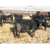 Image 2 : Circle Y Ranch - 590# Heifers - 105 Head (Raymond, AB)