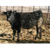 Image 3 : Circle Y Ranch - 590# Heifers - 105 Head (Raymond, AB)
