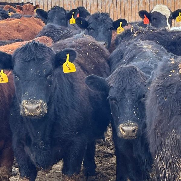 Justin Adams - 780# Heifers - 108 Head (Coaldale, AB)