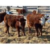 Image 10 : Redline Livestock - 720# Steers - 80 Head (Didsbury, AB)