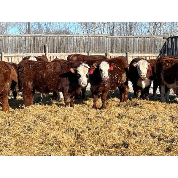 Redline Livestock - 720# Steers - 80 Head (Didsbury, AB)