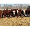 Image 1 : Redline Livestock - 720# Steers - 80 Head (Didsbury, AB)
