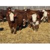 Image 5 : Redline Livestock - 720# Steers - 80 Head (Didsbury, AB)