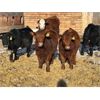 Image 7 : Redline Livestock - 720# Steers - 80 Head (Didsbury, AB)
