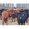 Image 1 : Hines Ranching Co. Ltd. - 775# Steers - 295 Head (Marwayne, AB)