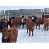 Image 2 : Hines Ranching Co. Ltd. - 775# Steers - 295 Head (Marwayne, AB)
