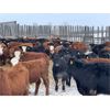 Image 3 : Hines Ranching Co. Ltd. - 775# Steers - 295 Head (Marwayne, AB)