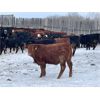 Image 4 : Hines Ranching Co. Ltd. - 775# Steers - 295 Head (Marwayne, AB)
