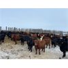 Image 5 : Hines Ranching Co. Ltd. - 775# Steers - 295 Head (Marwayne, AB)