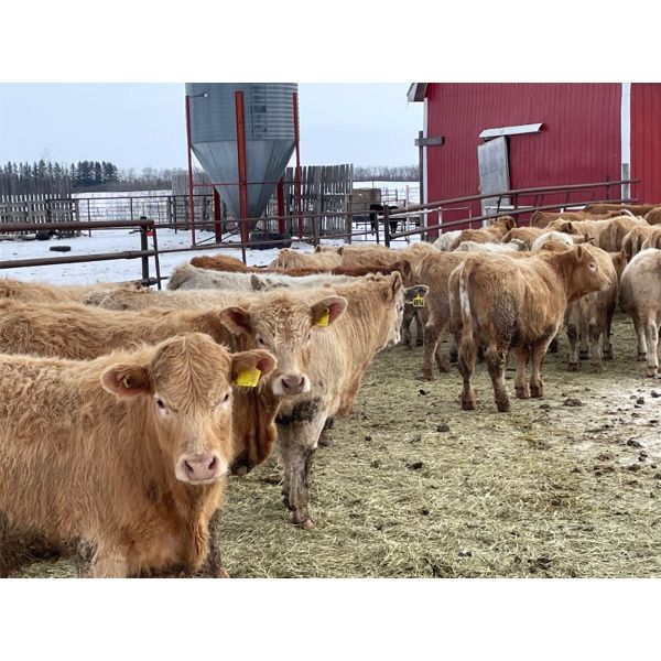 Hines Ranching Co. Ltd. - 760# Steers - 80 Head (Marwayne, AB)