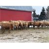 Image 2 : Hines Ranching Co. Ltd. - 760# Steers - 80 Head (Marwayne, AB)