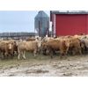 Image 3 : Hines Ranching Co. Ltd. - 760# Steers - 80 Head (Marwayne, AB)
