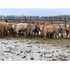Image 5 : Hines Ranching Co. Ltd. - 760# Steers - 80 Head (Marwayne, AB)