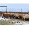 Image 6 : Hines Ranching Co. Ltd. - 760# Steers - 80 Head (Marwayne, AB)