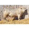 Image 1 : 2 Year-Old Charolais Bull - JGL SIR DUKE 7K