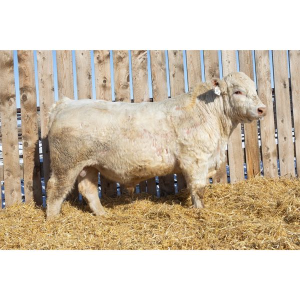 2 Year-Old Charolais Bull - JGL SIR DUKE 25K