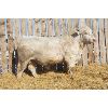 Image 1 : 2 Year-Old Charolais Bull - JGL SIR DUKE 25K