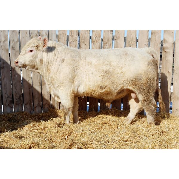 2 Year-Old Charolais Bull - JGL SIR DUKE 27K