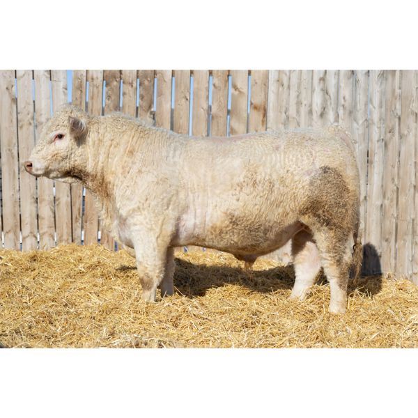 2 Year-Old Charolais Bull - JGL DUECES WILD 34K