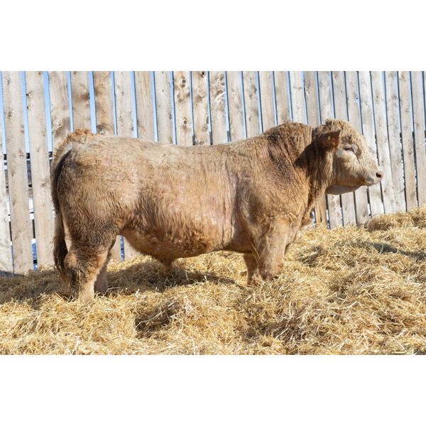 2 Year-Old Charolais Bull - JGL DUECES WILD 39K