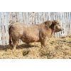 Image 1 : 2 Year-Old Charolais Bull - JGL DUECES WILD 39K