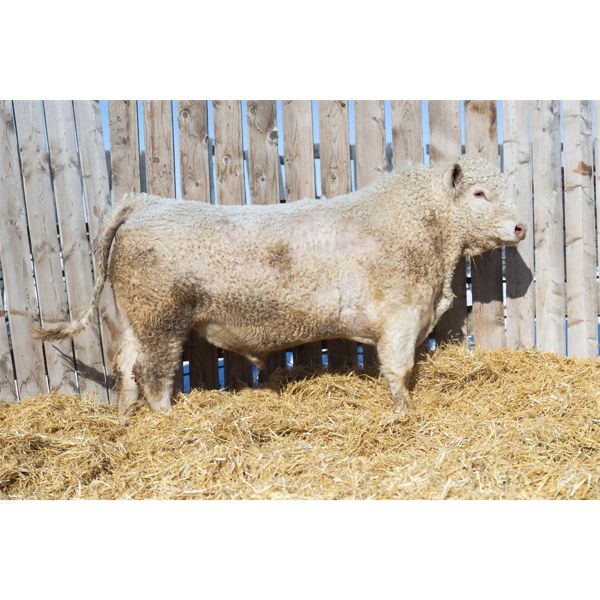 2 Year-Old Charolais Bull - JGL KOYER 42K