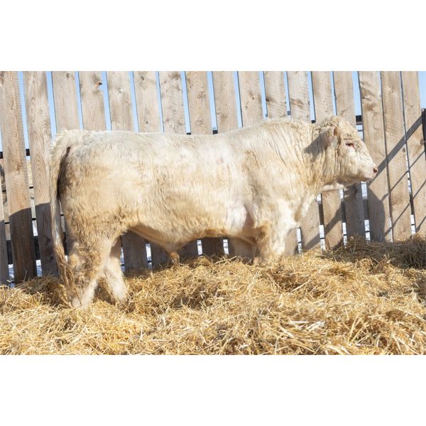 2 Year-Old Charolais Bull - JGL KOYER 53K