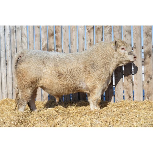2 Year-Old Charolais Bull - JGL 66K