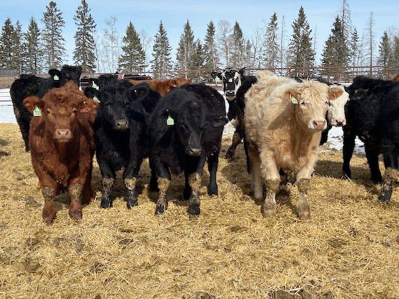 Newsome Farms Ltd. 880 Steers 65 head (Cremona, AB) Team Auction