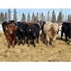 Image 2 : Newsome Farms Ltd. - 880# Steers - 65 head (Cremona, AB)