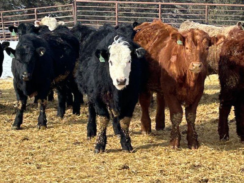 Newsome Farms Ltd. 880 Steers 65 head (Cremona, AB) Team Auction