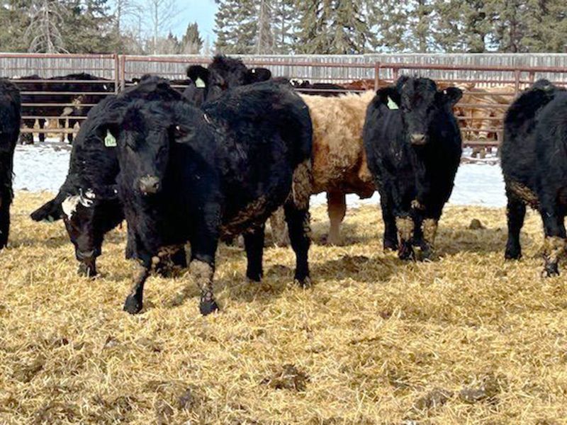 Newsome Farms Ltd. 880 Steers 65 head (Cremona, AB) Team Auction
