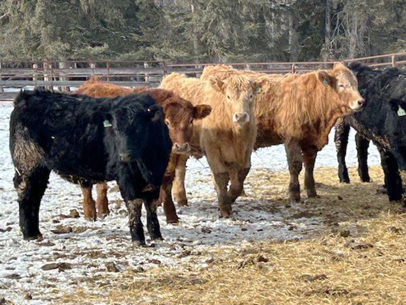 Newsome Farms Ltd. 880 Steers 65 head (Cremona, AB) Team Auction