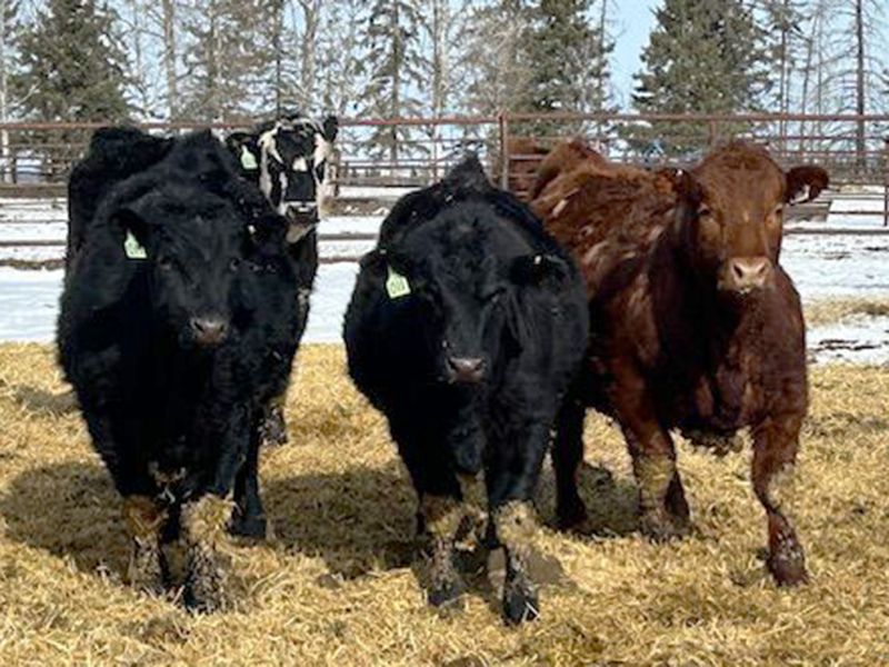 Newsome Farms Ltd. 880 Steers 65 head (Cremona, AB) Team Auction