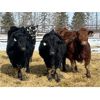 Image 6 : Newsome Farms Ltd. - 880# Steers - 65 head (Cremona, AB)