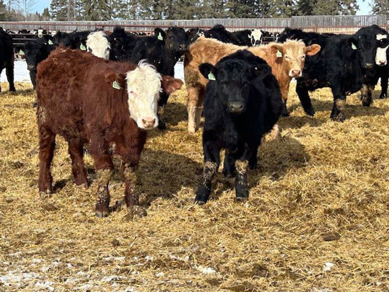 Newsome Farms Ltd. 880 Steers 65 head (Cremona, AB) Team Auction