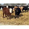 Image 7 : Newsome Farms Ltd. - 880# Steers - 65 head (Cremona, AB)