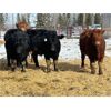 Image 8 : Newsome Farms Ltd. - 880# Steers - 65 head (Cremona, AB)