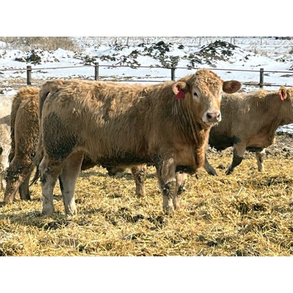 Brandt Boys Beef & Grain - 950# Steers - 63 Head (Tolstoi, MB)