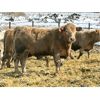 Image 1 : Brandt Boys Beef & Grain - 950# Steers - 63 Head (Tolstoi, MB)