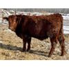 Image 3 : Brandt Boys Beef & Grain - 950# Steers - 63 Head (Tolstoi, MB)