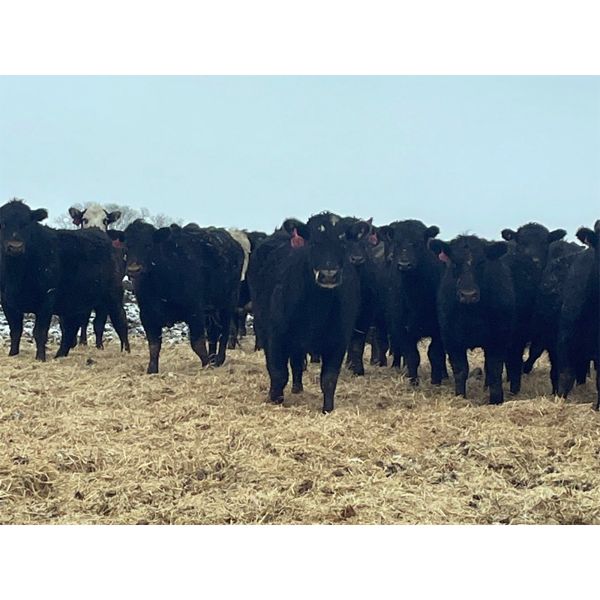 W&R Feeders - 1025# Yearling Heifers - 500 Head (Indian Head, SK) VBP+