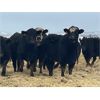 Image 3 : W&R Feeders - 1025# Yearling Heifers - 500 Head (Indian Head, SK) VBP+