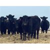 Image 4 : W&R Feeders - 1025# Yearling Heifers - 500 Head (Indian Head, SK) VBP+