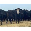 Image 5 : W&R Feeders - 1025# Yearling Heifers - 500 Head (Indian Head, SK) VBP+