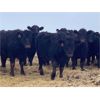 Image 6 : W&R Feeders - 1025# Yearling Heifers - 500 Head (Indian Head, SK) VBP+